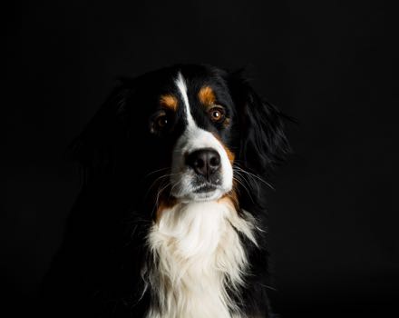 Animali