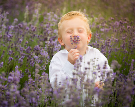 lavanda-0